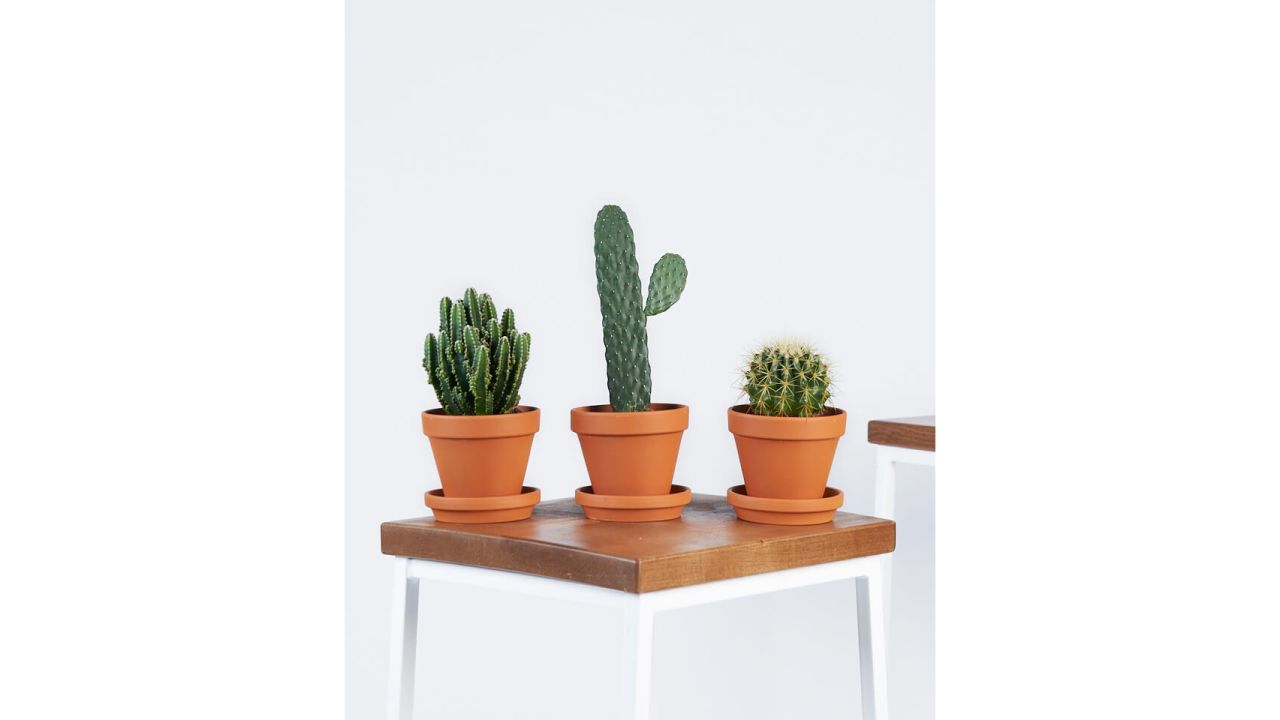 Bloomscape's Mojave Collection