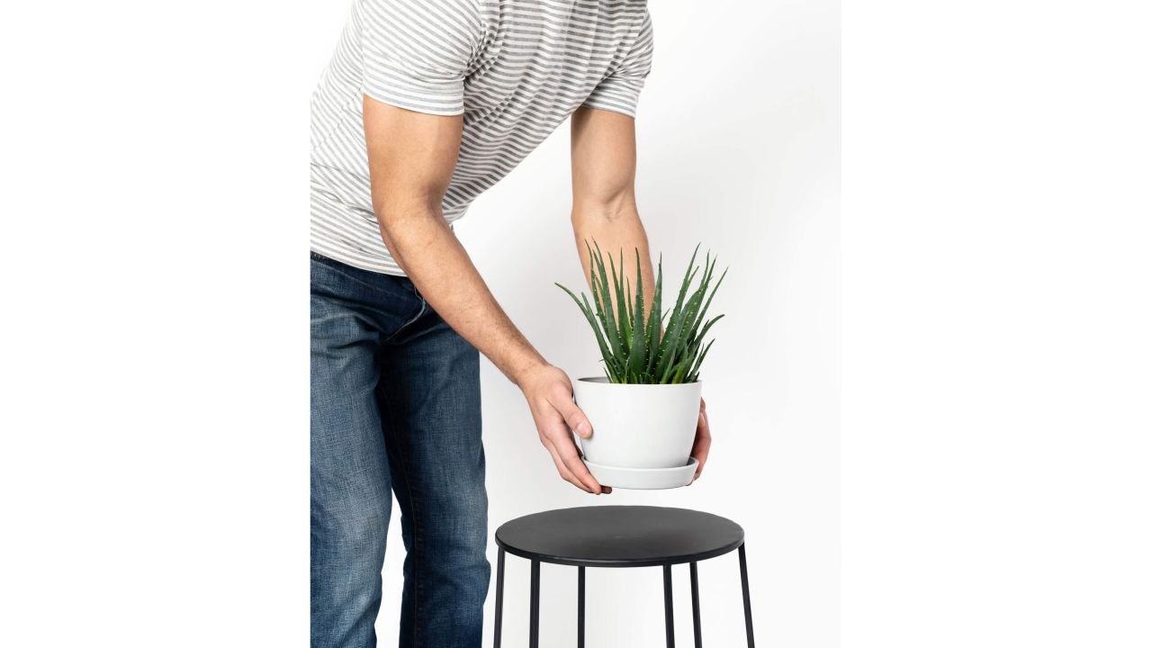 Hedgehog Aloe