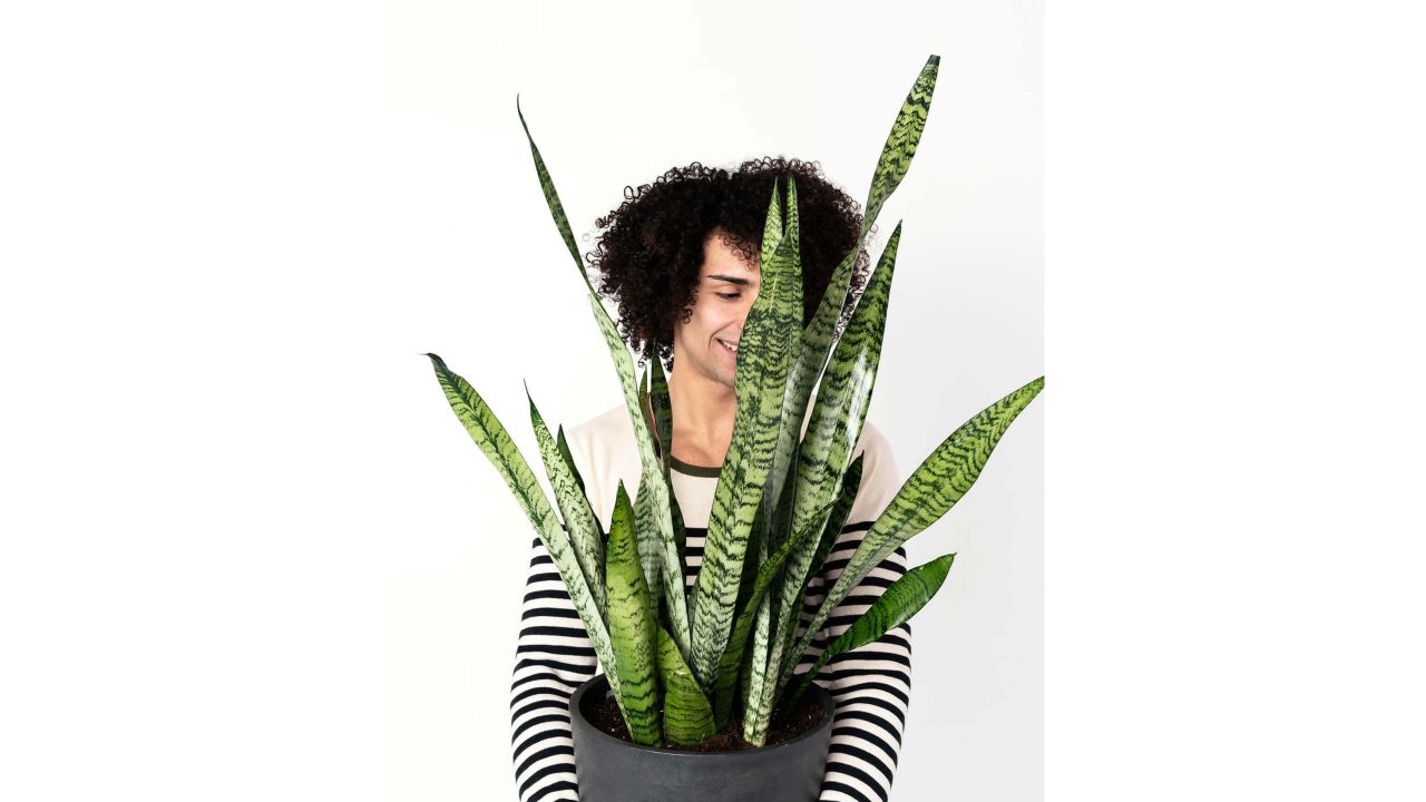Sansevieria