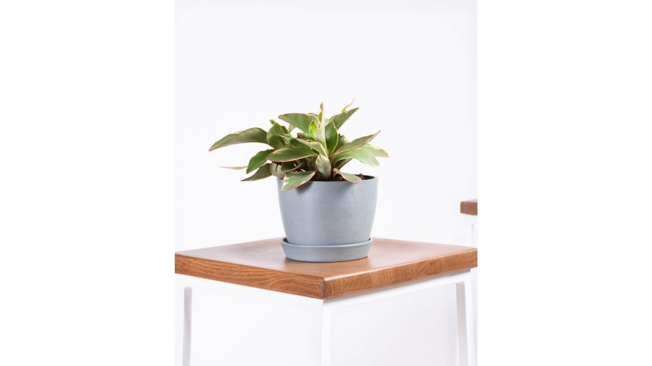Peperomia Ginny