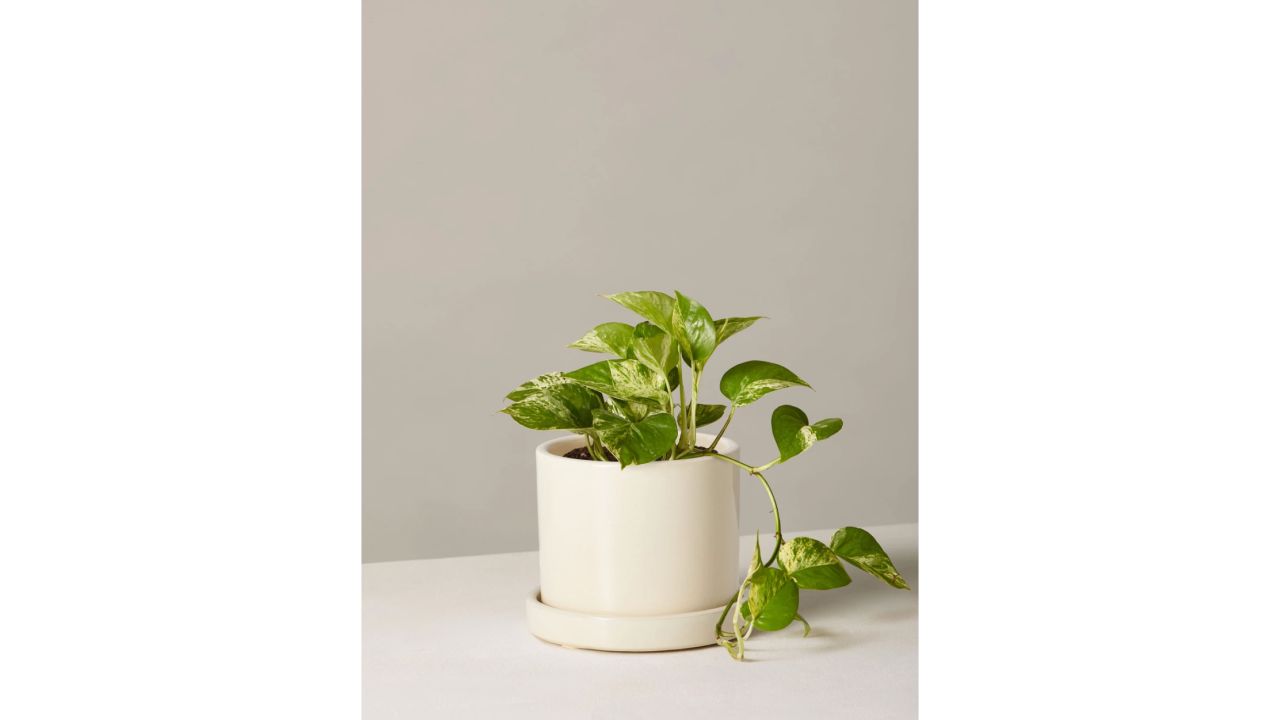 Marble Queen Pothos