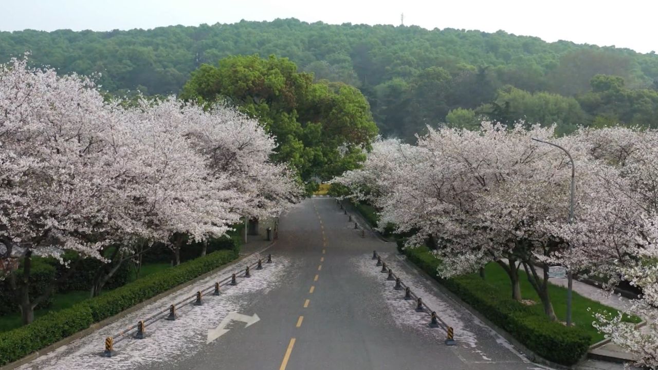 cherry blossom wuhan digital video