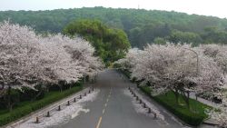 cherry blossom wuhan digital video