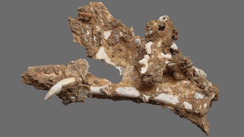A wildcat's jawbone found in the cave reveals the diversity of life in the area at the time.