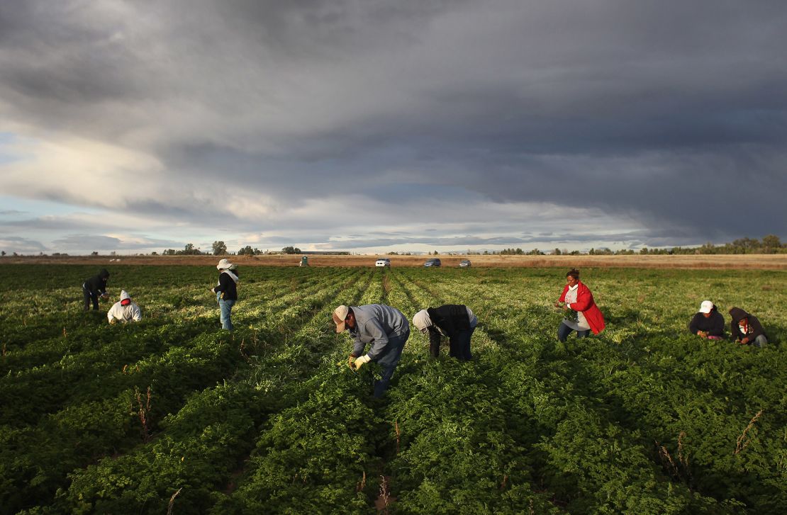 Mexican migrant workers harvest organic parsley at a farm in Wellington, Colorado, in 2011.