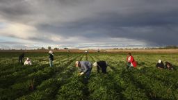 WELLINGTON, CO - OCTOBER 11:  Mexican migrant workers harvest organic parsley at Grant Family Farms on October 11, 2011 in Wellington, Colorado. Although demand for the farm's organic produce is high, Andy Grant said that his migrant labor force, mostly from Mexico, is sharply down this year and that he'll be unable to harvest up to a third of his fall crops, leaving vegetables in the fields to rot. He said that stricter U.S. immigration policies nationwide have created a "climate of fear" in the immigrant community and many workers have either gone back to Mexico or have been deported. Although Grant requires proof of legal immigration status from his employees, undocumented migrant workers frequently obtain falsified permits in order to work throughout the U.S. Many farmers nationwide say they have found it nearly impossible to hire American citizens for seasonal labor-intensive farm work.  (Photo by John Moore/Getty Images)