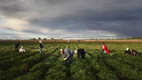 Mexican migrant workers harvest organic parsley at a farm in Wellington, Colorado, in 2011.