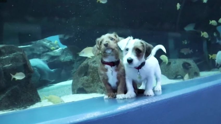 puppies georgia aquarium