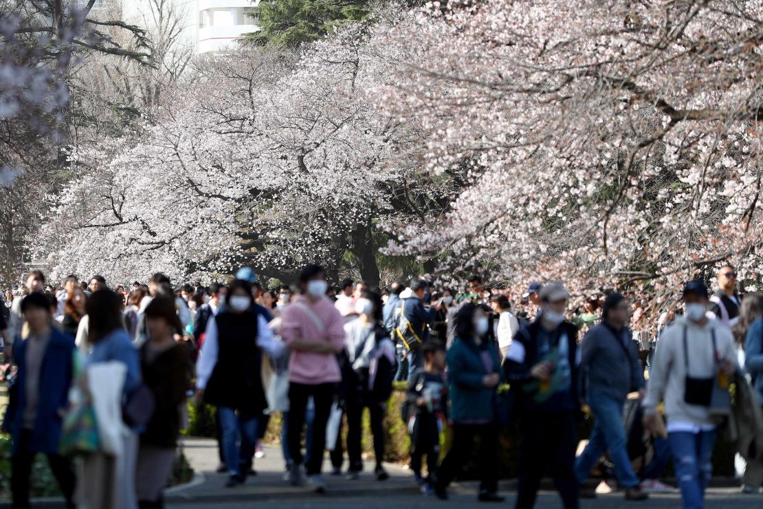 People flock to Tokyo city parks to view the blooming cherry blossoms on March 21. 