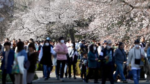 People flock to Tokyo city parks to view the blooming cherry blossoms on March 21. 