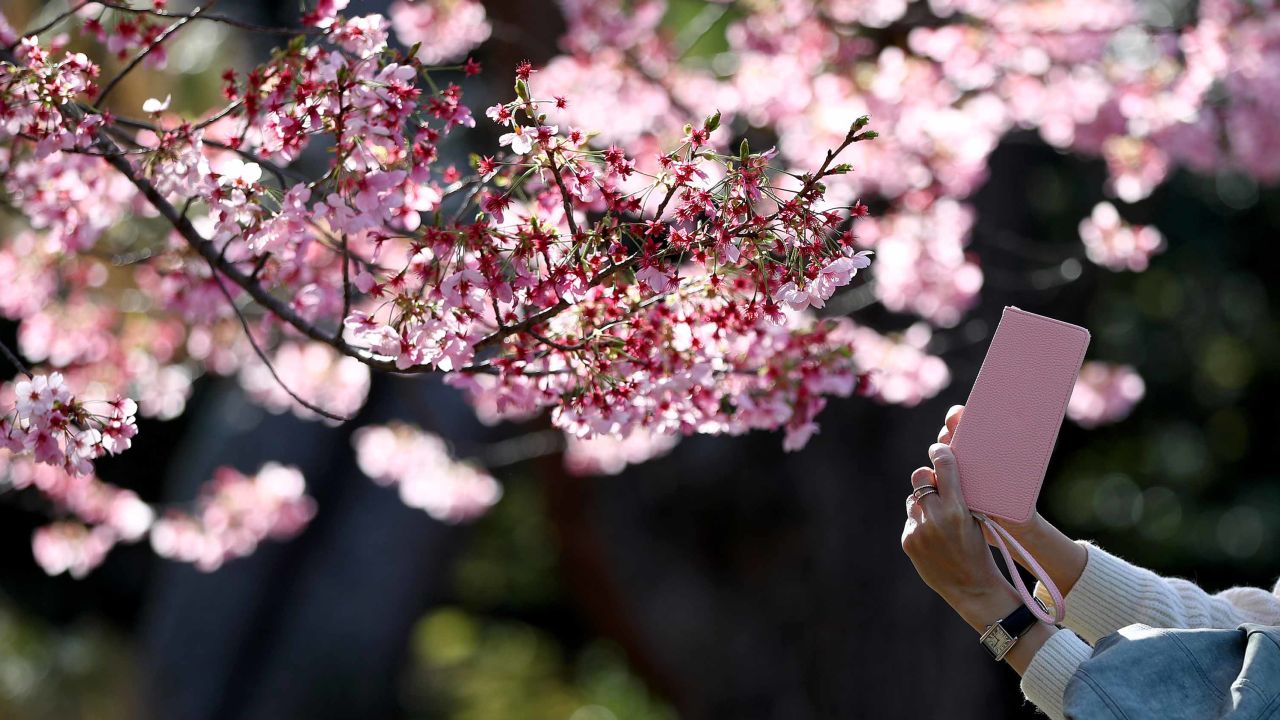 Some of Japan's traditional cherry blossom festivals have been canceled due to the coronavirus pandemic.