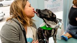  Stacey Axelrod @nycpetphotographer for Foster Dogs Inc