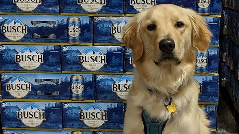 Busch wants you to adopt a dog.