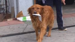 woman trains dog deliver groceries neighbor medical conditions pkg vpx_00005220.jpg