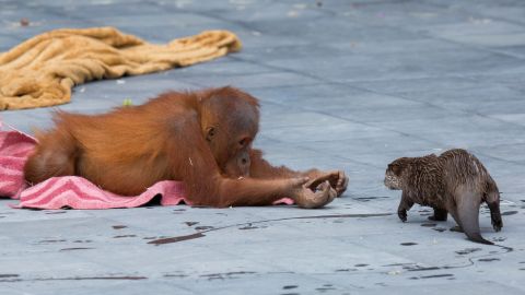 Here, otter, otter!