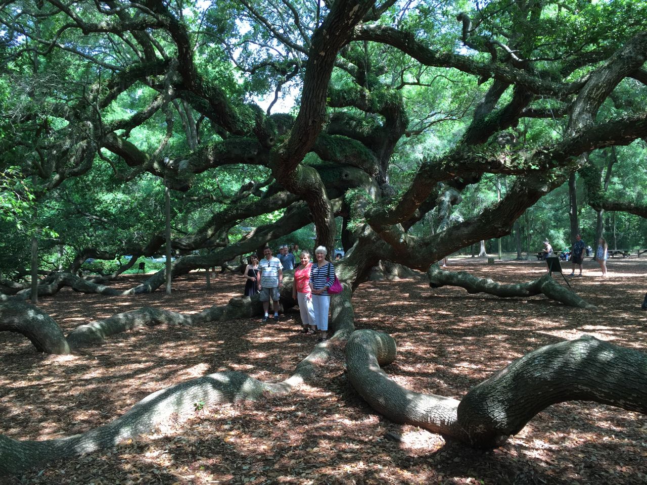 <strong>Family tree:</strong> Senior Producer Marnie Hunter captured her Hunter-Tarczynska family gathering under the Angel Oak in Johns Island, South Carolina. The massive tree is thought to be the largest Live Oak east of the Mississippi.