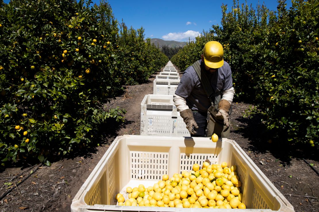 Agricultural laborers pick lemons inside the orchards of Samag Services, Inc, in California. 