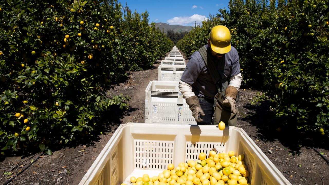Agricultural laborers pick lemons inside the orchards of Samag Services, Inc, in California. 