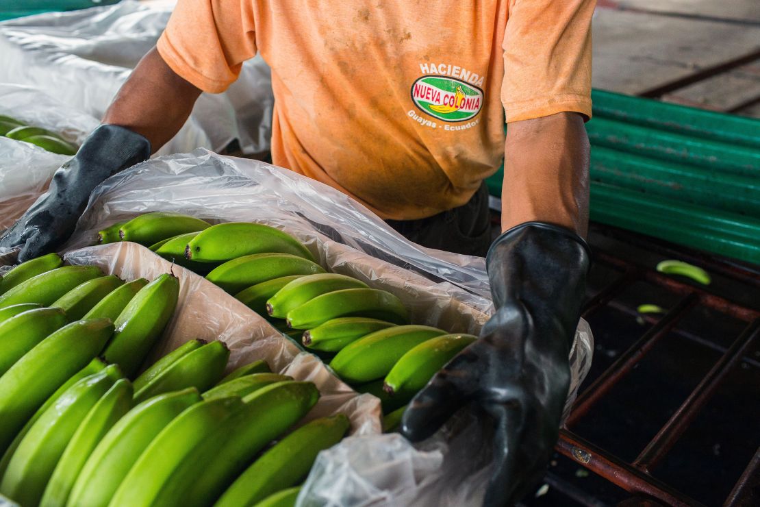 Ecuador is the largest exporter of bananas. 