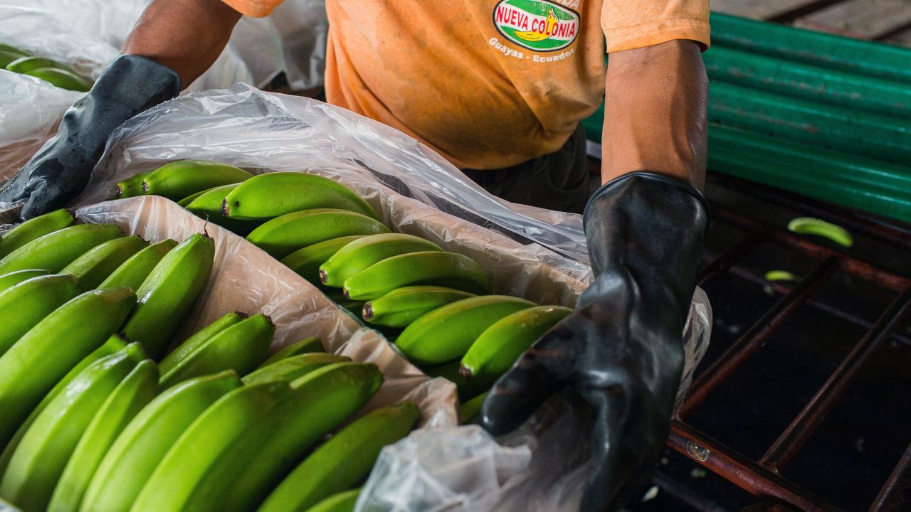 Ecuador is the largest exporter of bananas. 
