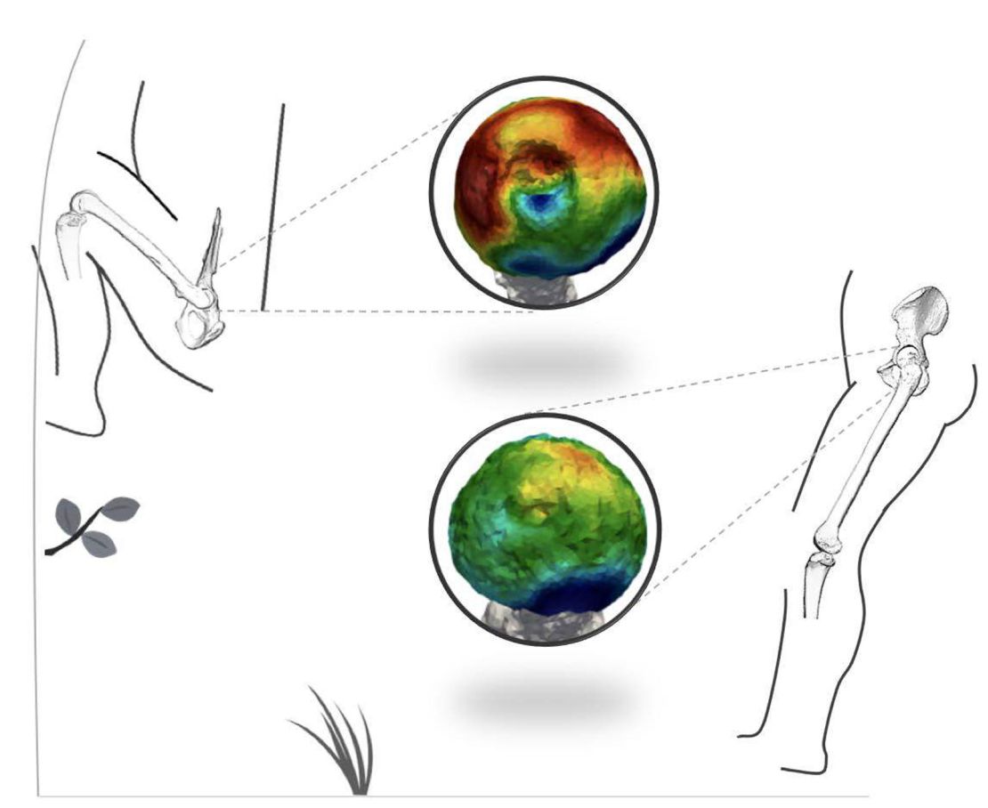 Locomotion is estimated based on the bones and how they may have carried weight.