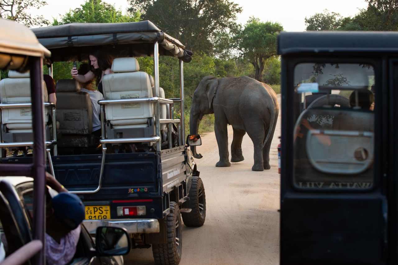 <strong>Traffic stop:</strong> London-based Photo Editor and Photographer Sarah Tilotta photographed an Asian elephant crossing the road as jeep tours stop to take pictures in Udawalawe National Park in Sri Lanka in 2020.