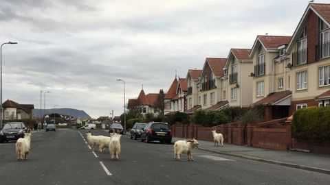 The goats were roaming the street in front of Carl Triggs' car.