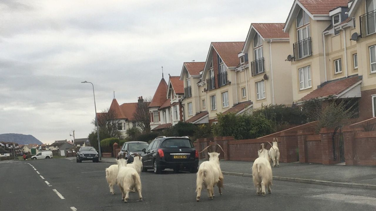 The Kashmiri goats walked around residential homes.