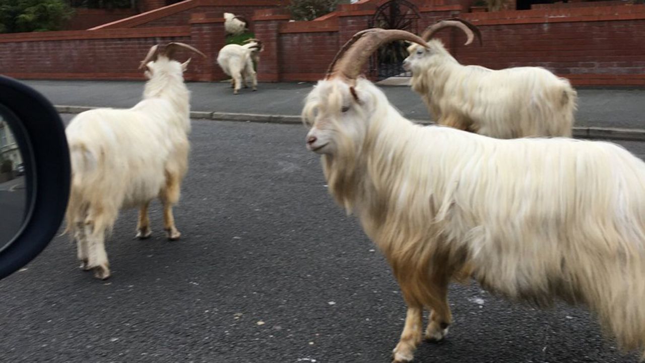 Llandundo resident Carl Triggs pictured the wild goats on the street.
