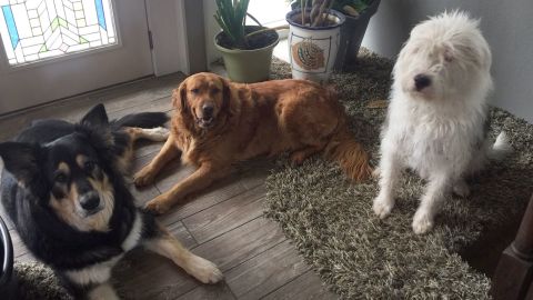 Sundace with his siblings, Margo and Murphy Rae.