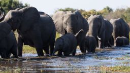 The Disney+ documentary 'Elephant' is narrated by Meghan Markle, The Duchess of Sussex