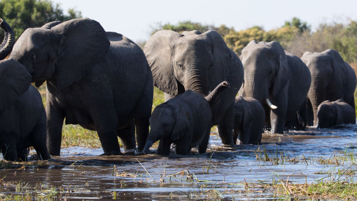 The Disney+ documentary 'Elephant' is narrated by Meghan, The Duchess of Sussex