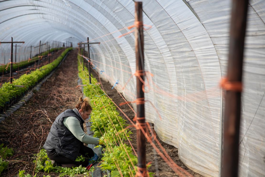 A seasonal worker tends to raspberries ahead of the fruit picking season at a farm in England.