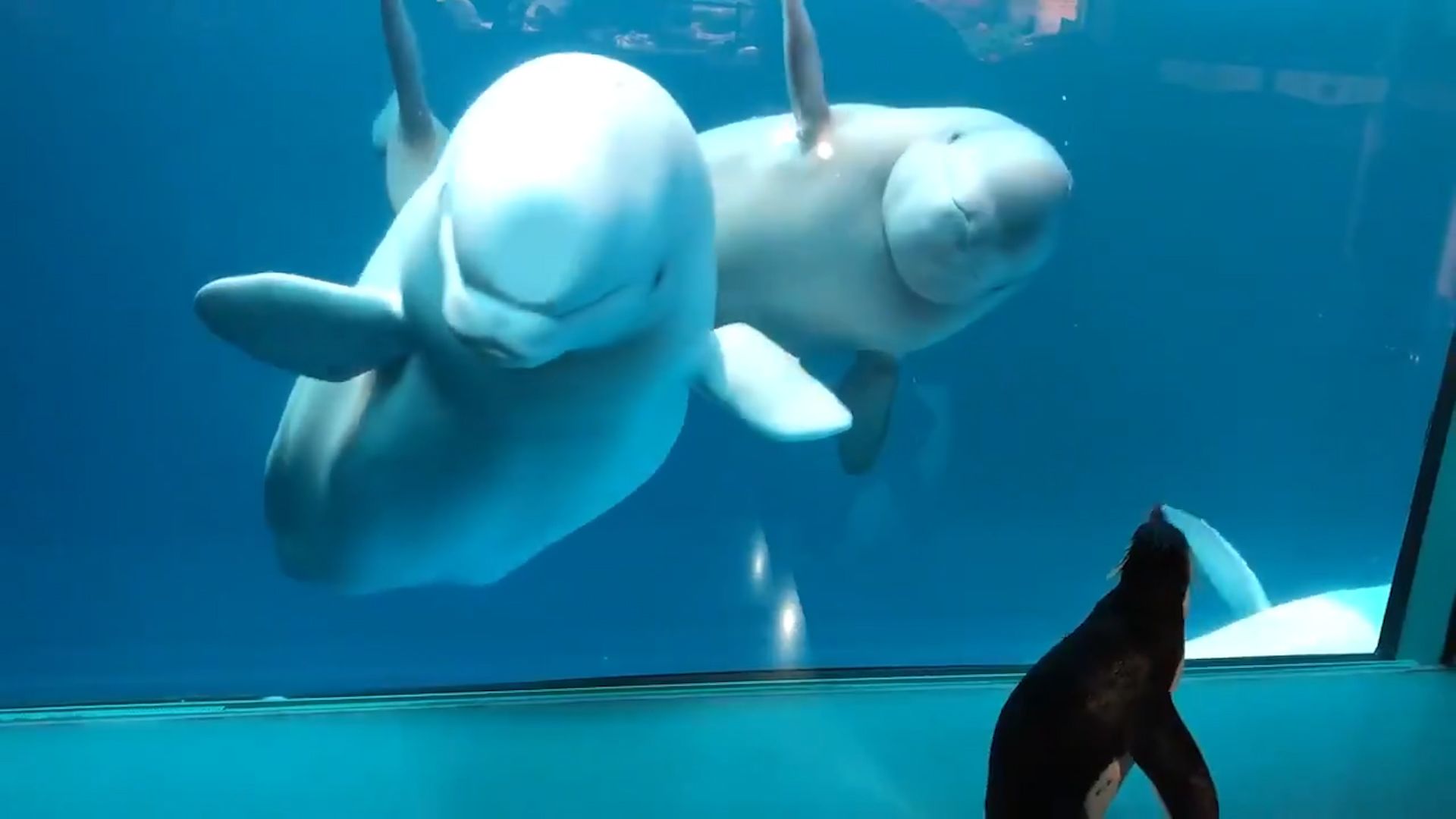 Watch penguin visit beluga whales in aquarium