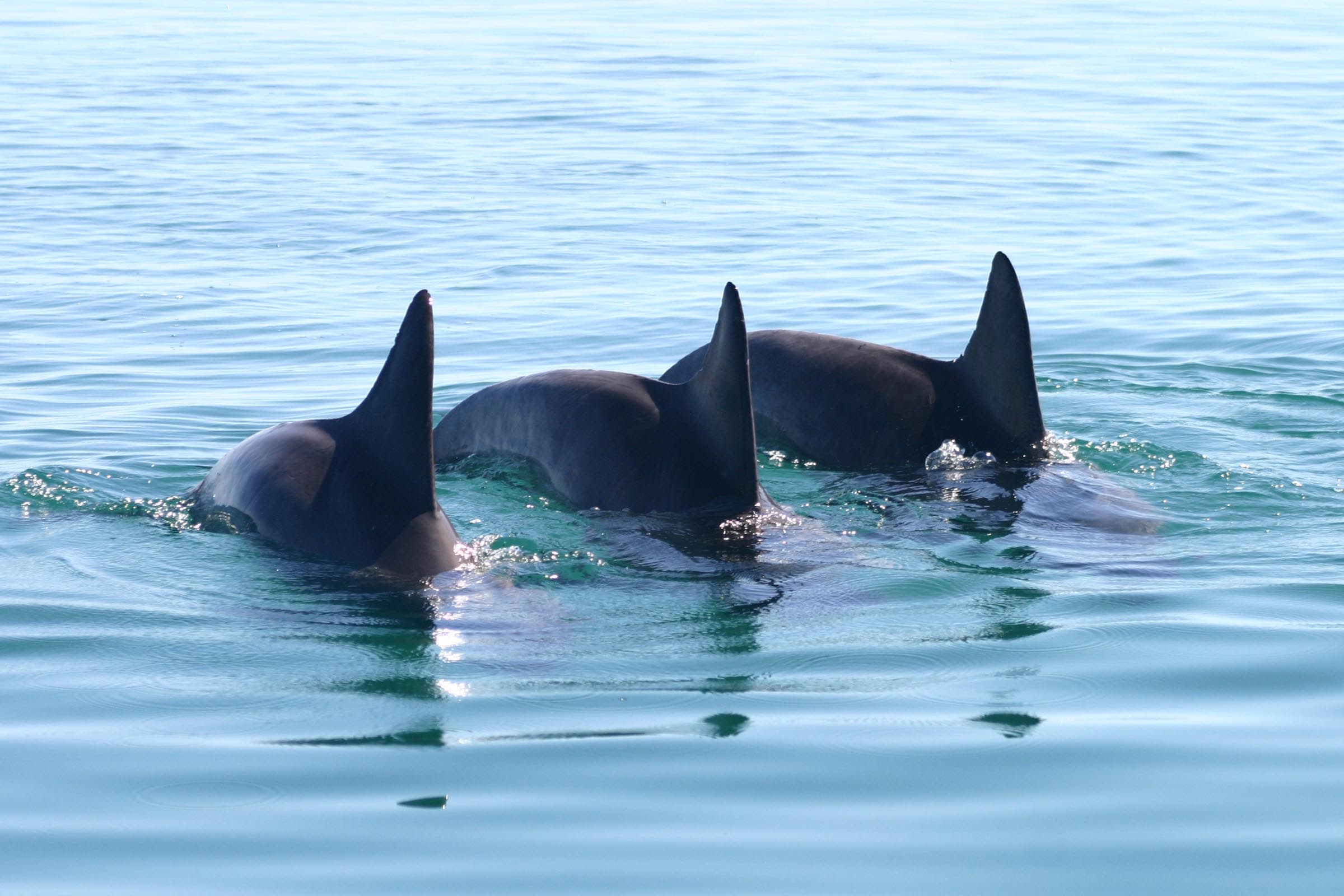 Male bottlenose dolphins form gangs to get a mate
