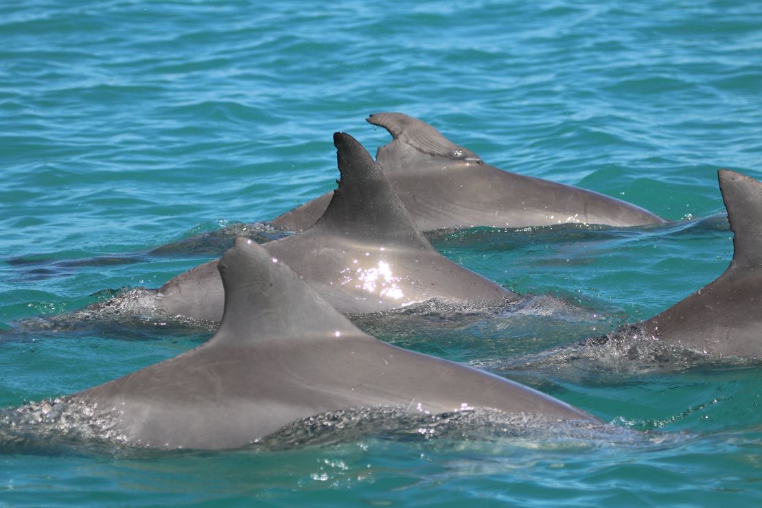Three allied males are pictured here swimming behind a female.