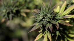 SAN FRANCISCO, CA - APRIL 20: A marijuana plant is displayed during a 420 Day celebration on 'Hippie Hill' in Golden Gate Park on April 20, 2018 in San Francisco, California. In the first year that marijuana is legal for recreational use in California, thousands of marijuana enthusiasts gathered in Golden Gate Park to celebrate 420 day, the de facto holiday for marijuana advocates, with large gatherings and 'smoke outs' in many parts of the United States. (Photo by Justin Sullivan/Getty Images)