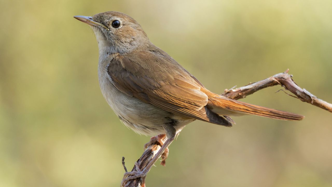 Nightingales are known for their song, but shorter wingspans make their migration harder.