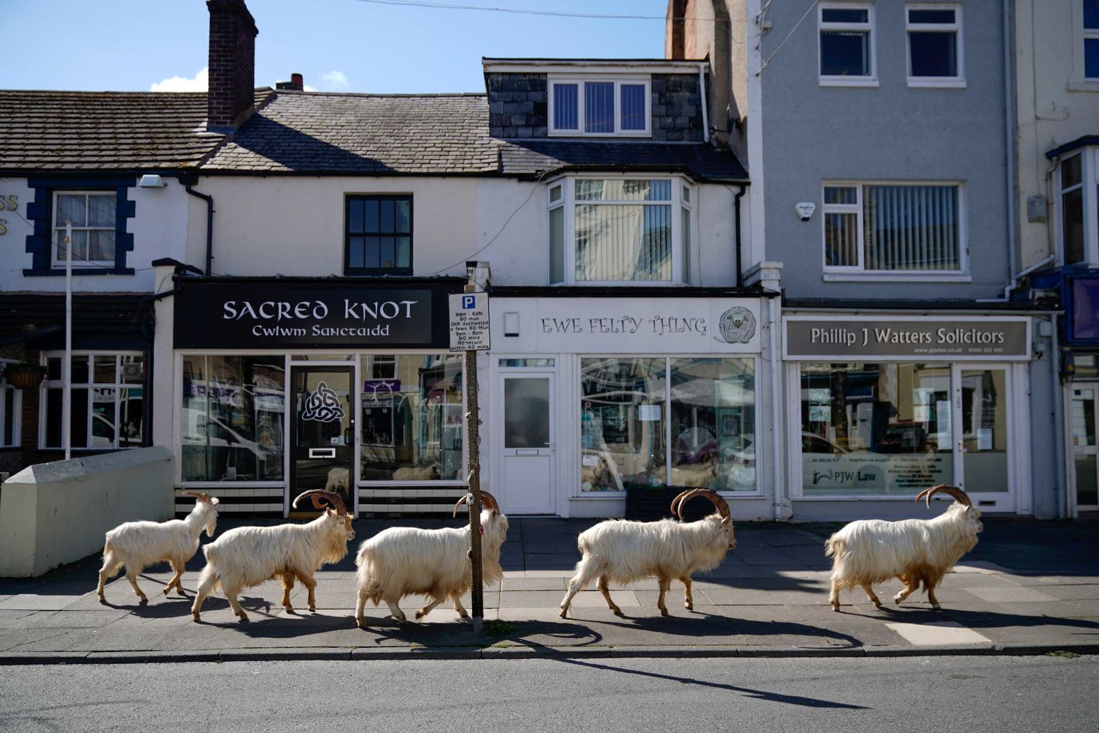 Mountain goats <a href="index.php?page=&url=https%3A%2F%2Fwww.cnn.com%2F2020%2F03%2F31%2Feurope%2Fwild-goats-wales-streets-lockdown-scli-gbr%2Findex.html" target="_blank">roam the quiet streets</a> of Llandudno, Wales, on March 31. "They sometimes come to the foot of the Great Orme in March, but this year they are all wandering the streets in town as there are no cars or people," said Mark Richards of the hotel Landsdowne House.