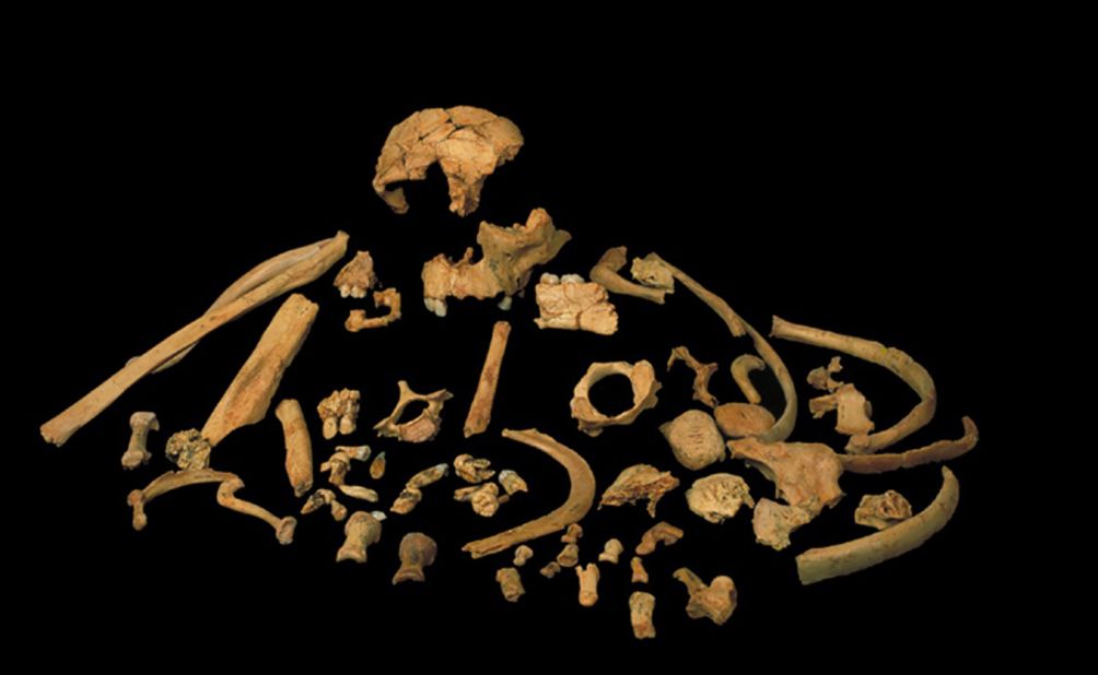 The skeletal remains of Homo antecessor are on display in this image. A recent study suggests antecessor is a sister lineage to Homo erectus, a common ancestor of modern humans, Neanderthals and Denisovans.