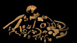 figure 1: Skeletal remains of Homo antecessor.