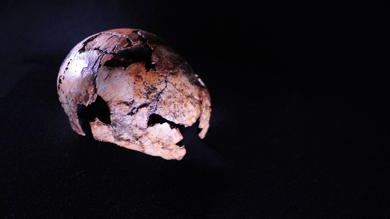 This Homo erectus skullcap is the oldest ever discovered.