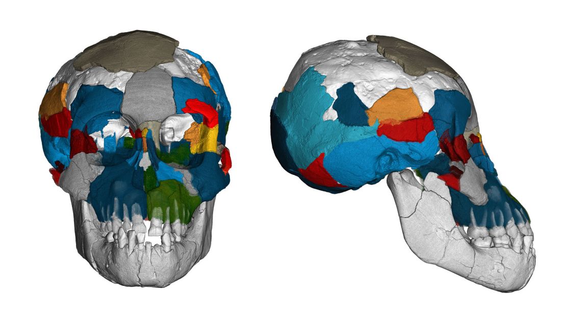 Brain imprints are shown for the Selam toddler fossil.