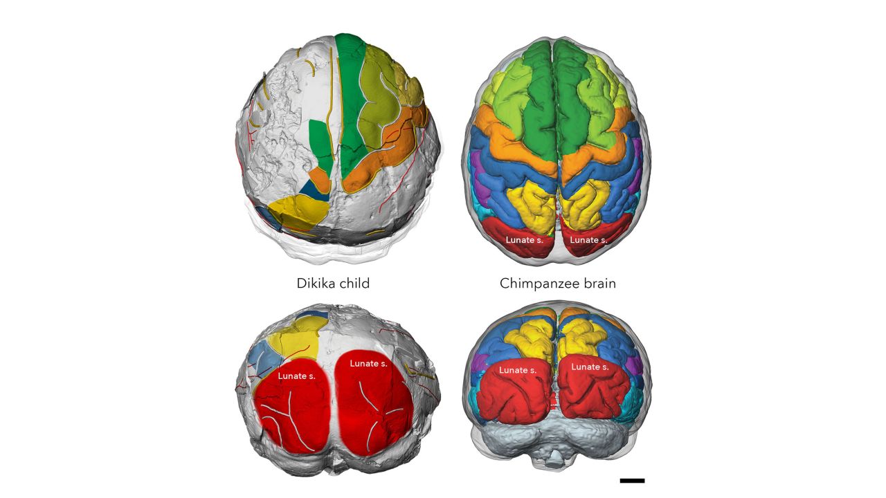 The Selam toddler's brain was organized like an ape, but developed like a human.