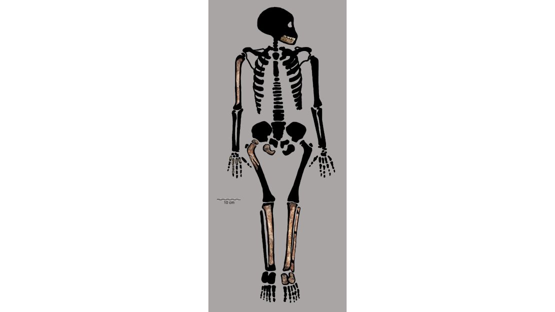 The fossils of a Homo naledi juvenile could reveal how ancient human ancestor children matured.