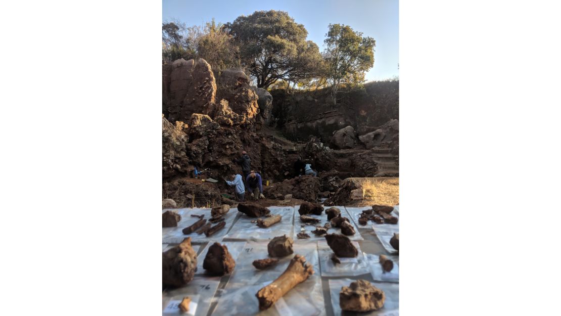 Fossils recovered during an excavation at the Drimolen site are shown.