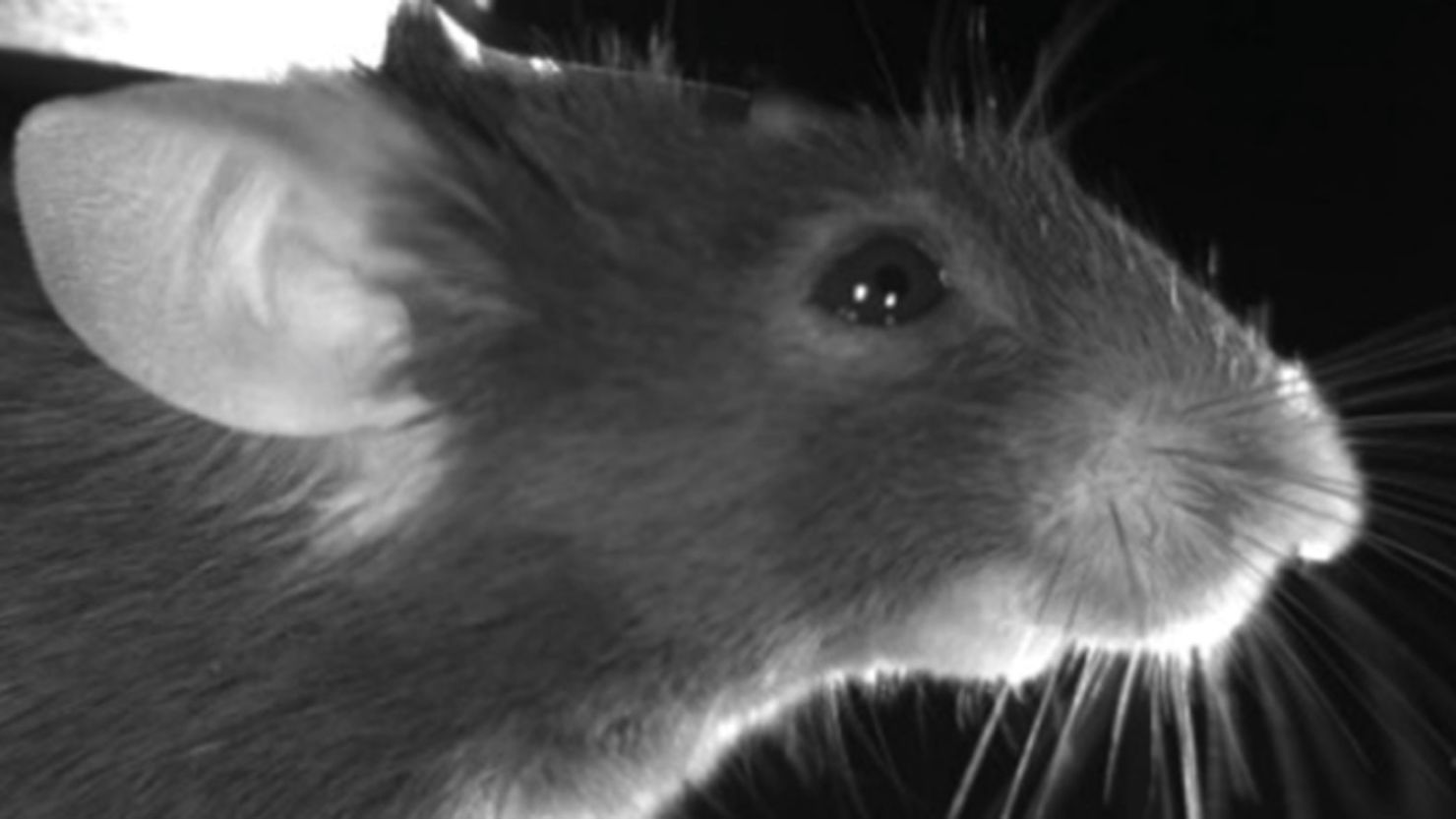 Eek! Mice make facial expressions based on their emotional state, new research published in Science shows. Reprinted with permission from N. Dolensek, N. Gogolla et al., Science Volume 367, 2020