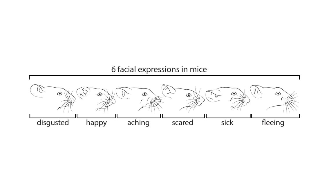 02 mice facial expressions trnd