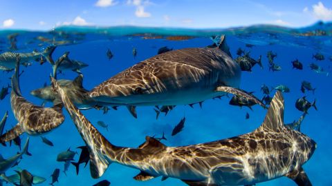 Sharks and large marine predators have experienced significant decline, but evidence shows their stocks can also be rebuilt with the appropriate protection measures.
