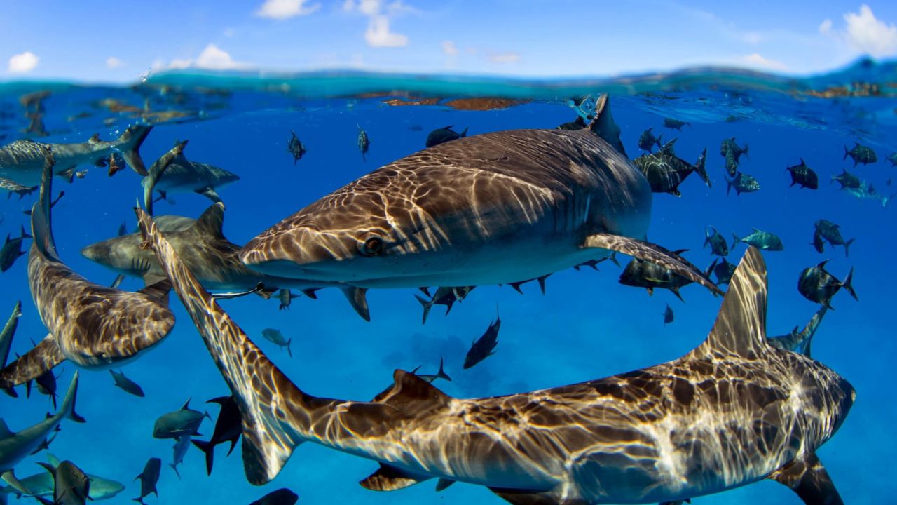 Sharks and large marine predators have experienced significant decline, but evidence shows their stocks can also be rebuilt with the appropriate protection measures.